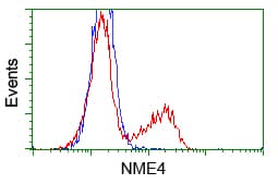 NME4 Antibody (clone OTI3B7)
