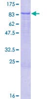 Human ELMO3 Protein (Recombinant GST)