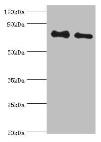 ETK / BMX Antibody (aa65-280)