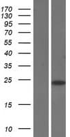 SAP30 Protein (Over-Expression Lysate Myc-DDK (Flag))
