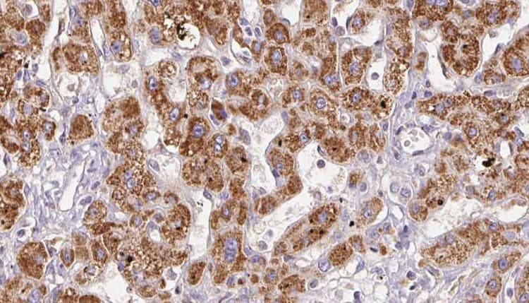 GRIN2C / NMDAR2C / NR2C Antibody