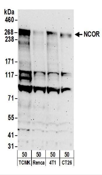 N-CoR / NCOR1 Antibody (aa1525-1575)