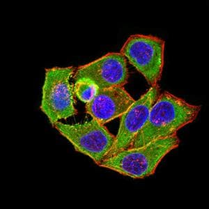 ANAPC1 / APC1 Antibody (clone 7G9B3)