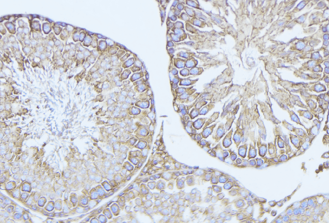 BCL2L14 / BCL-G Antibody