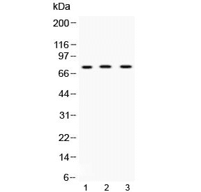 ABCG8 Antibody