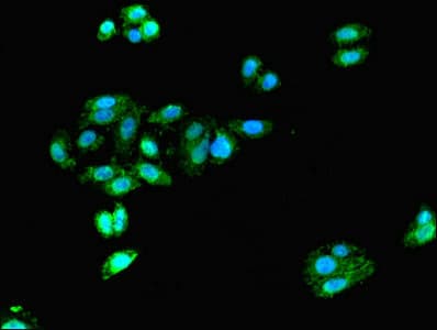 DCX / Doublecortin Antibody