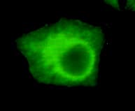 UHRF1 Antibody (N-Terminus)