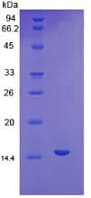 Mouse VEGFC Protein (Recombinant His)