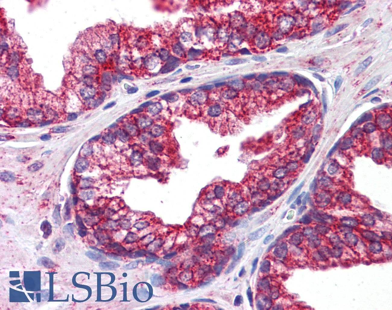 IHC-plus™ OCIAD1 Antibody