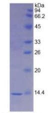 Mouse MIF Protein (Recombinant His)