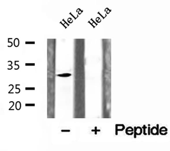 CHMP2A Antibody
