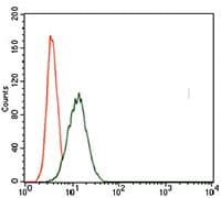 Monoclonal Mouse anti-Human TBXT / T / Brachyury Antibody (clone 1H9A2, Amino Acid: 257-309, IHC, WB)