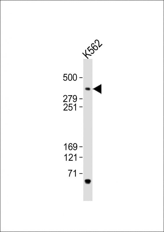 Polyclonal Rabbit anti-Human Tra1 / TRRAP Antibody (aa3015-3049, IF, WB)