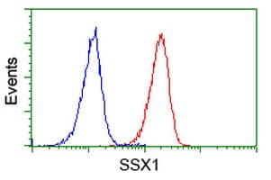 SSX1 Antibody (clone OTI1E10)