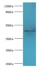 E2F2 Antibody