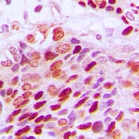 SP1 Antibody (C-Terminus)