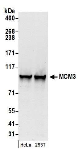 MCM3 Antibody (aa500-550)