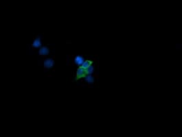 MAP2K1 / MKK1 / MEK1 Antibody (clone OTI2A1, Carrier-free)