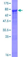 Human PRPF19 / PRP19 Protein (Recombinant GST)