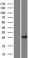 C10orf95 Protein (Over-Expression Lysate Myc-DDK (Flag))