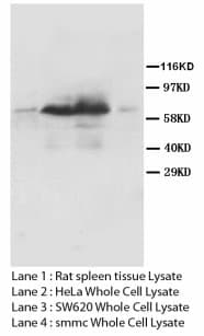 LMNA / Lamin A+C Antibody (C-Terminus)