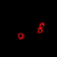 PHPT1 Antibody