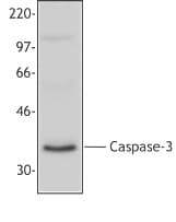 Polyclonal Rabbit anti-Human CASP3 / Caspase 3 Antibody (clone Poly6341, WB)