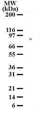 IHC-plus™ MRE11A / MRE11 Antibody