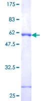 Human FKBP7 Protein (Recombinant GST)