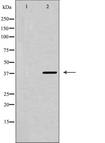 CXCR4 Antibody