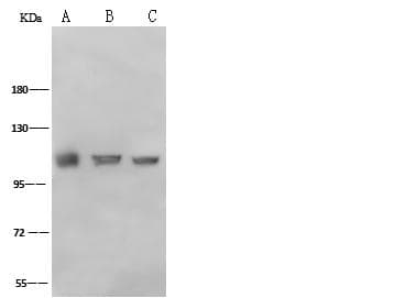 ACTA1 / Skeletal Muscle Actin Antibody (Preservative Free)