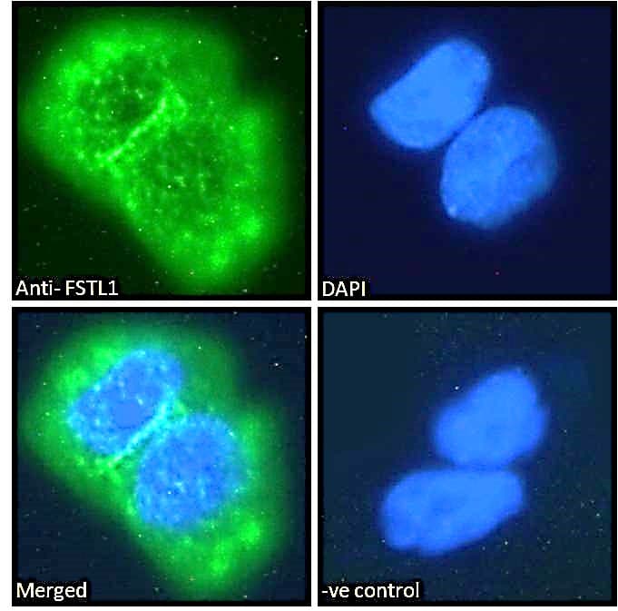 FSTL1 Antibody (aa296-308)