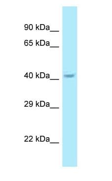 SUMF1 Antibody (aa292-341)