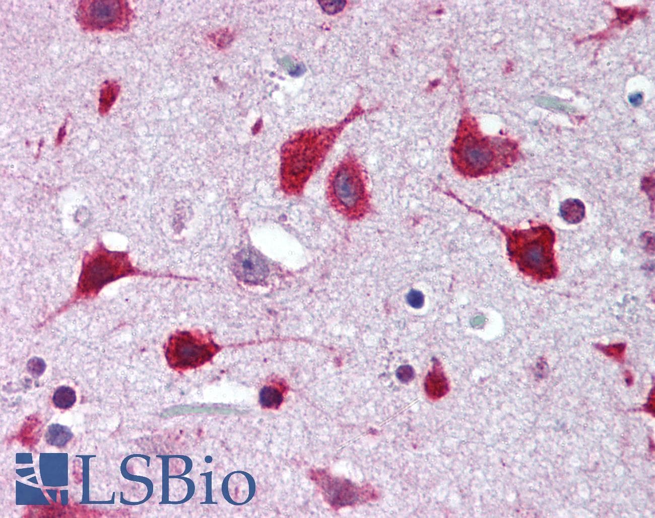 IHC-plus™ SOX2 Antibody (N-Terminus)