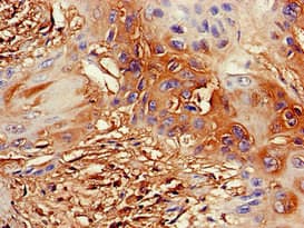 DDX4 / VASA Antibody