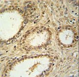 Polyclonal Rabbit anti-Human WDR57 Antibody (aa122-149, IHC, WB)