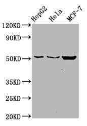 Polyclonal Rabbit anti-Human CDS2 Antibody (IHC, WB)