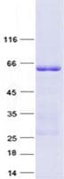 Human MTERF1 Protein (Recombinant GST, N-terminus + His, C-terminus)