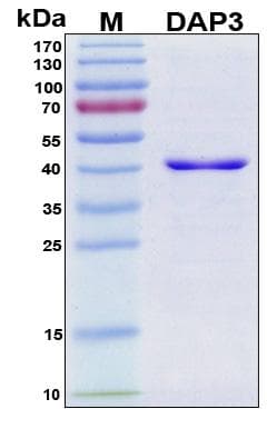 Human DAP3 Protein (Recombinant His, N-Terminal)