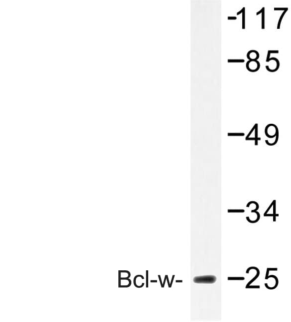 BCL2L2 / Bcl-w Antibody (Gly154)