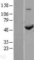 Human SHMT / SHMT1 Protein (Over-Expression Lysate Myc-DDK (Flag))
