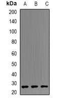 B9D1 Antibody