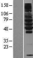 RNF130 Protein (Over-Expression Lysate Myc-DDK (Flag))
