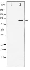 STAT6 Antibody