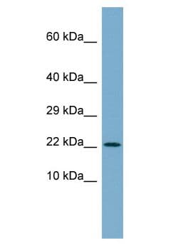 C4orf3 Antibody (aa122-171)
