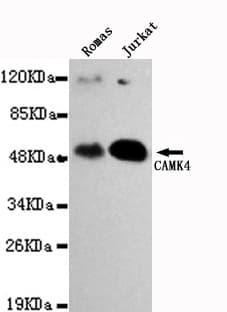 CAMK4 / CaMK IV Antibody