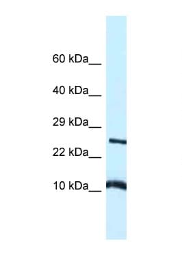 VAMP8 / VAMP-8 Antibody (aa30-79)