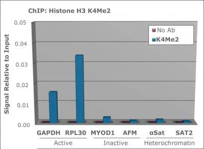 HIST3H3 Antibody (Me2-Lys4)