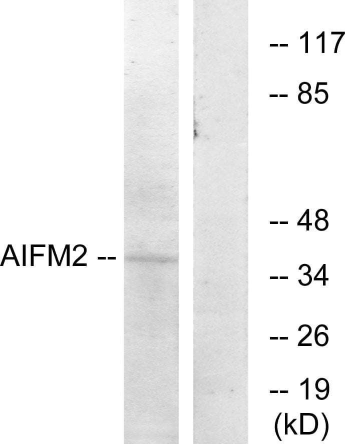 Polyclonal Rabbit anti-Human AMID / AIFM2 Antibody (WB)