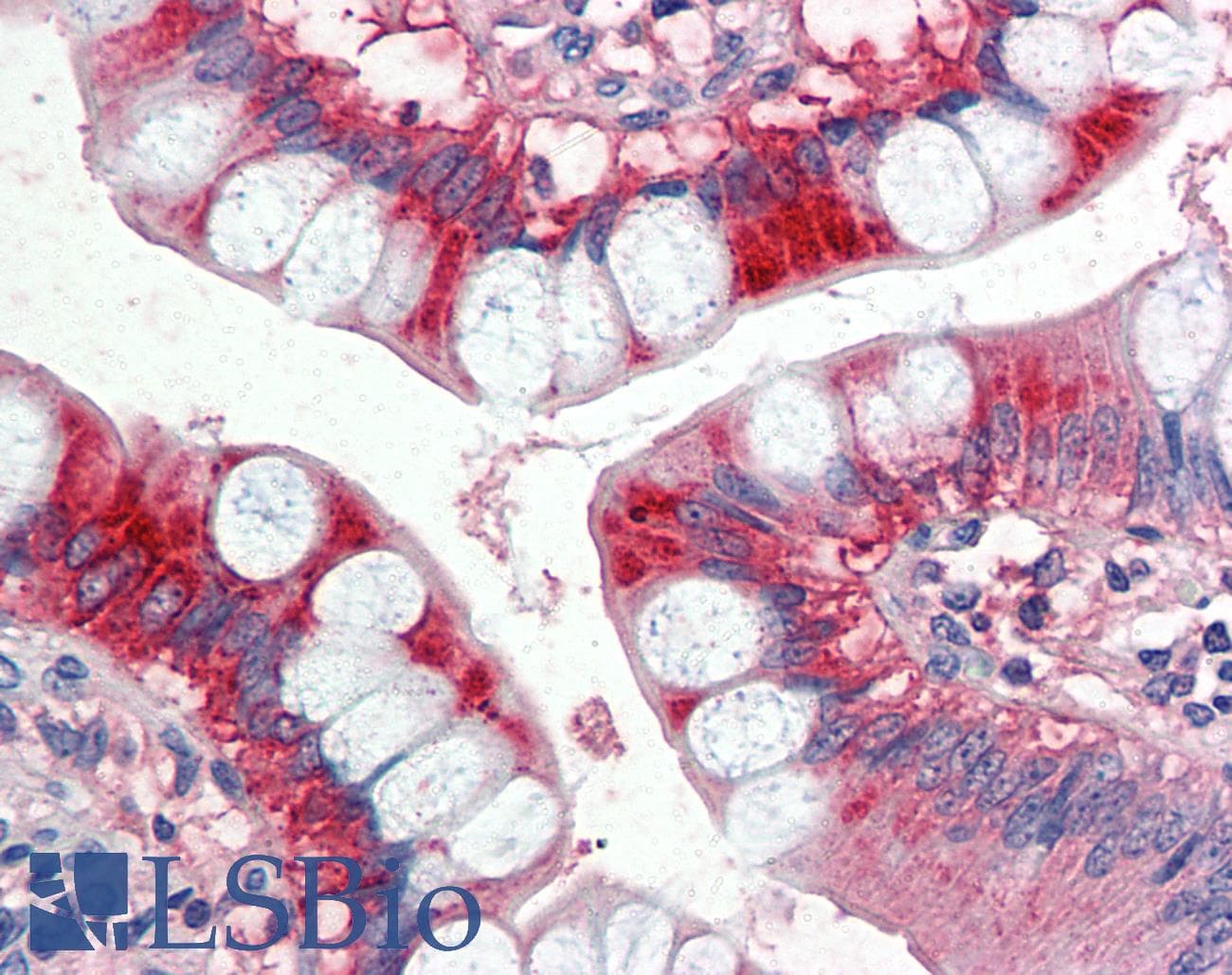 IHC-plus™ Polyclonal Goat anti-Human APOA4 Antibody (aa359-371, IHC, WB)
